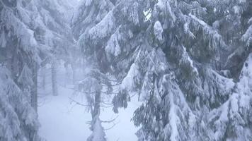 voar sobre tempestade de neve dentro uma Nevado montanha conífero floresta, desconfortável hostil inverno clima. video