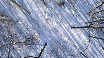 aérien vue sur femme dans chaud vêtements balades le long de une chemin parmi le magnifique hiver couvert de neige paysage. clair ensoleillé glacial temps. video