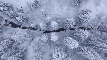 Top view of winter mountain river surrounded by trees and banks of snow-covered video