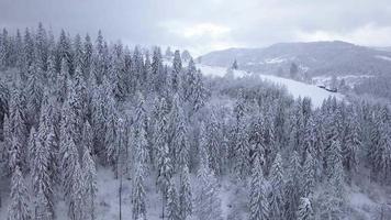 Flight over snowy mountain coniferous forest. Overcast frosty weather video