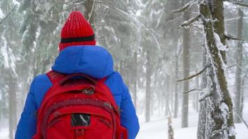 eenzaam toerist meisje wandelen Aan een winter met sneeuw bedekt naald- Woud in de bergen. ijzig het weer. langzaam beweging video