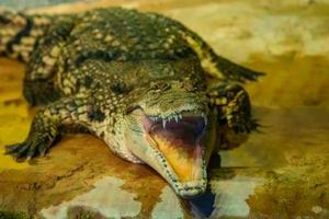 crocodile with open mouth with large teeth photo