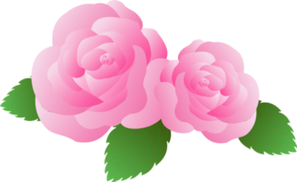 Rosa Rose Blume ong png