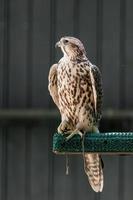 Beautiful falcon close up photo