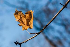 Autumn leaves on a branch in the sunlight close-up photo