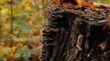 Mushrooms on a large stump in fall forest. Beautiful autumn card for a poster or postcard. The stump is covered mushrooms and autumn leaves. Parasitic mushrooms on trees. photo