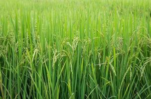 arroz campo en el rural zona de Tailandia foto
