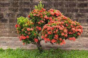 Red ixora flower in the garden photo