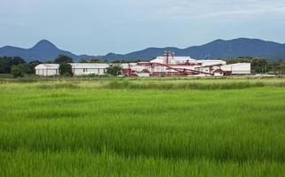 factory agriculture and the blue sky with rural area rice fields photo