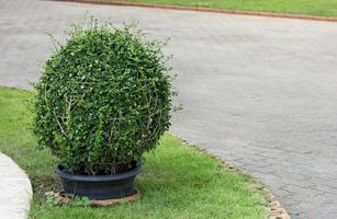 potted plant decoration on sidewalk in the garden outdoor photo