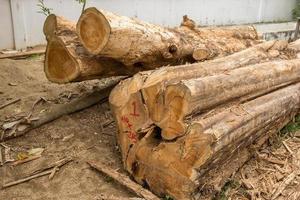 cut tree trunks or stack of wood logs photo