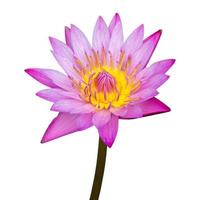 Purple lotus flower isolated on white with clipping path photo