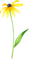 aguarela áster flor ilustração. mão desenhado amarelo áster flor isolado em branco fundo png