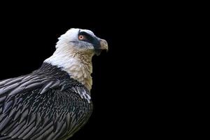 barbado buitre - gypaetus barbatus en un negro antecedentes foto