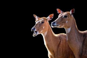 nilgai en un negro antecedentes foto