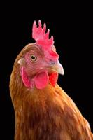 Hen a portrait photo