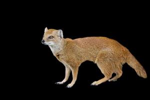 Yellow mongoose on a black background photo