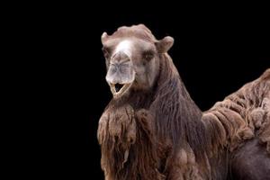 camello un retrato en un negro antecedentes foto