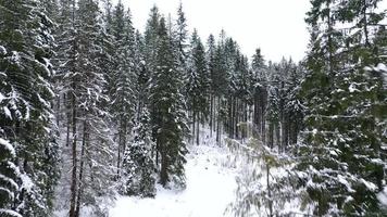 Aerial view of a winter frozen river surrounded by trees and banks covered with snow video