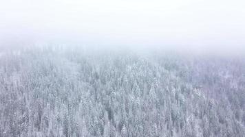 aéreo Visão do uma inverno congeladas rio cercado de árvores e bancos coberto com neve video