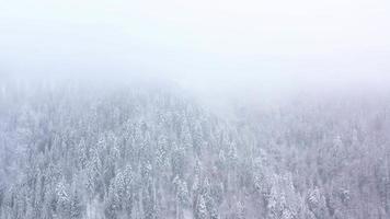 aéreo Visão do uma inverno congeladas rio cercado de árvores e bancos coberto com neve video