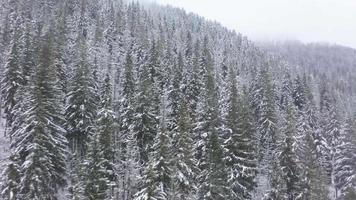 Aerial view of a winter frozen river surrounded by trees and banks covered with snow video