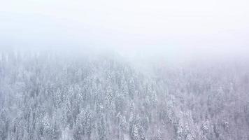 antenne visie van een winter bevroren rivier- omringd door bomen en banken gedekt met sneeuw video
