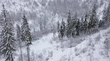 aéreo ver de esquí recurso - esquí levantar y cubierto de nieve conífero bosque. montes de Cárpatos, Ucrania video