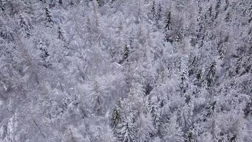 Flight over snowy mountain coniferous forest. Clear frosty weather video