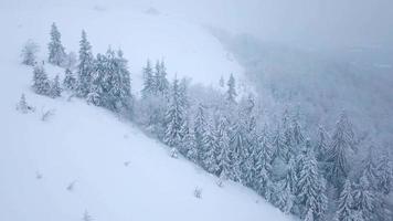 vlucht over- sneeuwstorm in een besneeuwd berg naald- Woud, ongemakkelijk onvriendelijk winter het weer. video