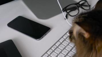 fofa malhado gato é digitando texto em uma computador teclado video