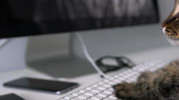 linda atigrado gato es mecanografía texto en un computadora teclado video