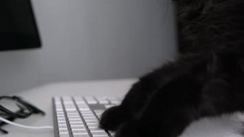 Preto gato é digitando texto em uma computador teclado video