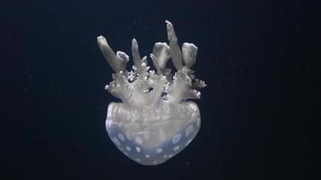 medusa dentro a aquário em uma Sombrio fundo video