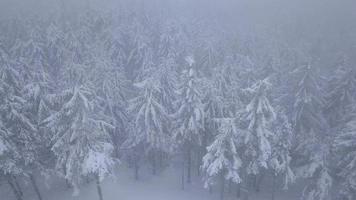 voar sobre tempestade de neve dentro uma Nevado montanha conífero floresta, desconfortável hostil inverno clima video