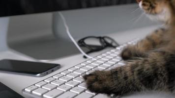 Cute tabby cat is typing text on a computer keyboard video