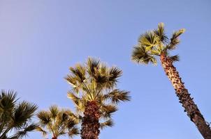 A group of palm trees photo