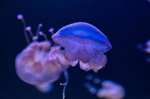 Beautiful jellyfish close up photo