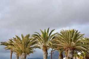 Palm trees background photo