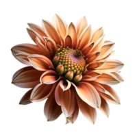 Rosa Blume mit transparent Hintergrund png