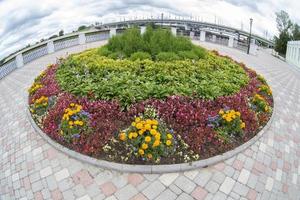 Round flower bed in the city. Flowers on the asphalt background. Landscaping of the street. photo