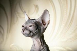 Beautiful face of a sphinx kitten. Funny bald cat on a beige background. photo