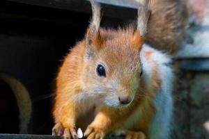 Funny red squirrel close-up.An animal in the park. photo