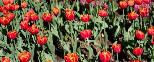 Many red tulips in the garden. photo