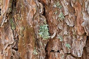 The bark of an old tree with moss closeup. photo