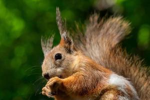 Funny little squirrel on a green background. photo