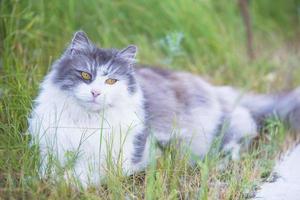 mullido gato con amarillo ojos en el verde césped. foto