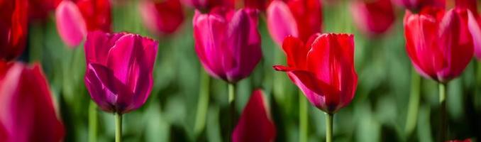 Beautiful spring flowers. Banner red tulips. photo
