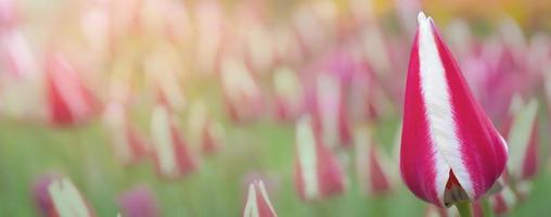 Striped tulip banner on a blurred background. Beautiful flowers. photo