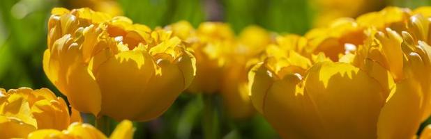 Banner of yellow tulips. Beautiful spring flowers. photo